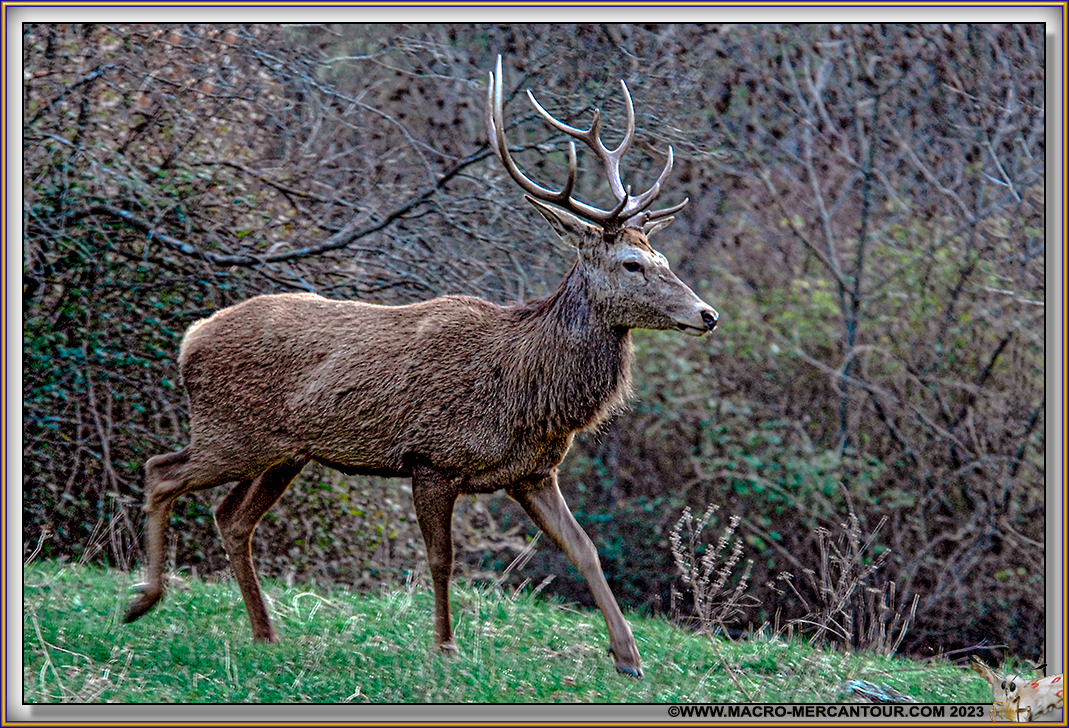 CERF